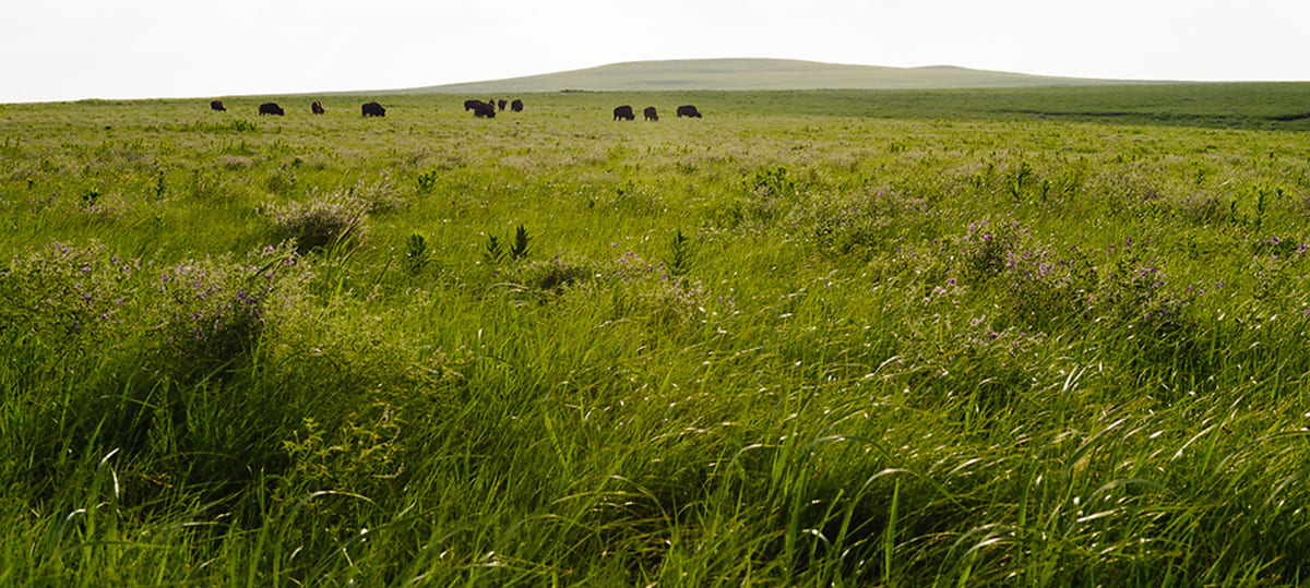 Tallgrass Prairie National Preserve featured 55th in National Park Quarter series