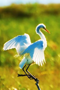 An Egret at Bombay Hook National Wildlife Refuge